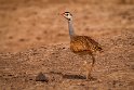 096 Amboseli Nationaal Park